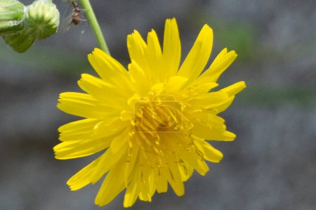 Téléchargez les photos : Fleur jaune avec fond flou - en image libre de droit