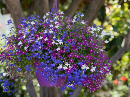 Téléchargez les photos : Pot avec des fleurs de différentes couleurs suspendues à un arbre - en image libre de droit