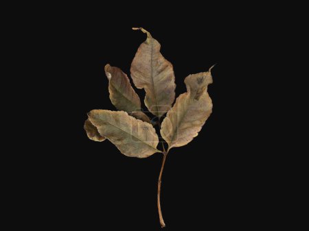 Téléchargez les photos : Dry leaves with black background as background and texture - en image libre de droit