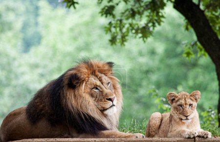 Téléchargez les photos : African Lion (2011) by Mehgan Murphy. Original from Smithsonian's National Zoo. Digitally enhanced by rawpixel. - en image libre de droit