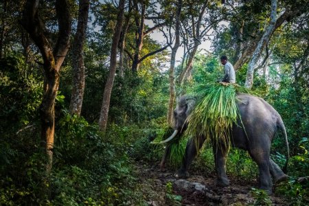 Téléchargez les photos : Elephant collecting grass in Chitwan National Park, Nepal,b - en image libre de droit