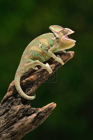 Photo for Chameleon lizard on branch, close up dragon  Fauna animal like lizard, great creation - Royalty Free Image