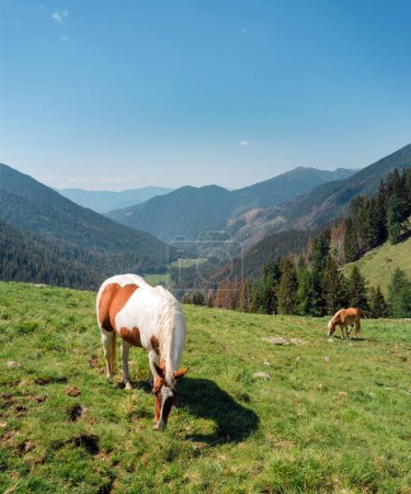 Téléchargez les photos : Trentino Alto Adige, Lagorai Italie - Le pâturage des chevaux dans les montagnes - en image libre de droit