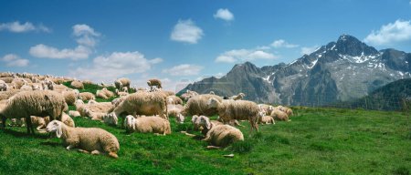 Photo for Lagorai, Italy - Flock of sheep in the mountains - Royalty Free Image