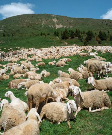 Foto de Trentino Alto Adige, Lagorai, Italia Rebaño de ovejas en las montañas - Imagen libre de derechos