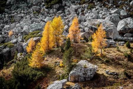 Téléchargez les photos : Dolomites, Italie - Groupe de mélèzes aux couleurs automnales - en image libre de droit