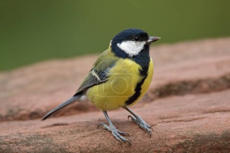 Photo for Great Tit Parus Major perching on sandstone with shallow depth of field giving a blurred soft out of focus background. Taken at RSPB Middleton Lakes Tamworth Staffordshire England - Royalty Free Image