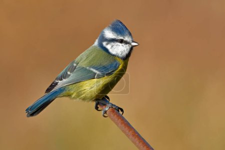 Photo for Blue Tit (Cyanistes Caeruleus) perching on a rusty steel bar taken at draycote water Rugby Warwickshire England. - Royalty Free Image