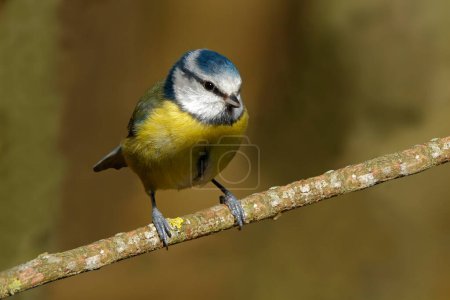 Foto de Blue Tit perched on branch against a soft background. Taken at RSPB Middleton Lakes - Imagen libre de derechos