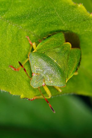 Foto de Escudo verde Bug en la hoja de rosa - Imagen libre de derechos