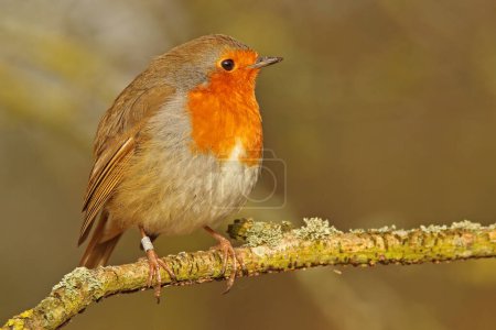 Robin perched on branch bathed in warm spring sun