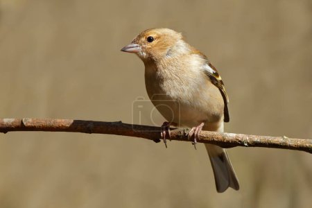 Photo for Chaffinch closeup of Female chaffinch Fringilla coelebs on a branch in warm spring sunlight against a soft out of focus background - Royalty Free Image