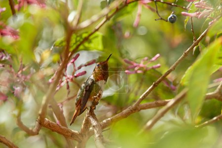 Téléchargez les photos : Colibri scintillant, Selasphorus scintilla, petit oiseau dans l'habitat naturel. Le plus petit oiseau du Costa Rica volant à côté de la belle fleur, forêt tropicale. Colibri mince en fleurs florissantes. - en image libre de droit