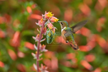 Photo for Hummingbird in blooming flowers. Scintillant Hummingbird, Selasphorus scintilla, tiny bird in the nature habitat. Smallest bird from Costa Rica flying next to beautiful orange flower, tropical forest. - Royalty Free Image