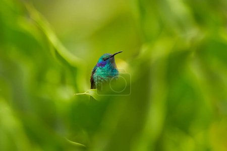 Photo for Wildlife Costa Rica. Hummingbird with orange flower - flight. Green Violet-ear, Colibri thalassinus, hummingbird with green leaves in natural habitat. Hummingbird from Savegre Valley in Costa Rica. - Royalty Free Image