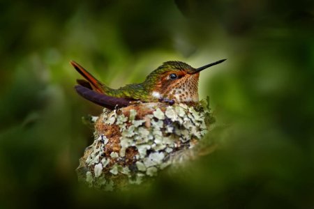 Photo for Hummingbird in nest feeding two chicks. Scintillant Hummingbird, Selasphorus scintilla from Savegre in Costa Rica, Wildlife family scene from tropical forest. - Royalty Free Image