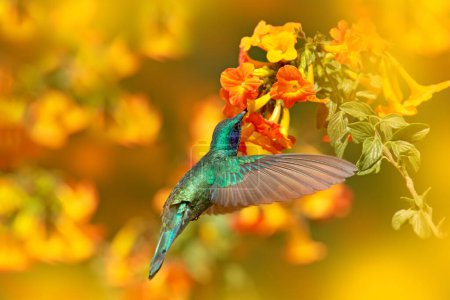 Téléchargez les photos : Faune Costa Rica. Colibri avec fleur orange - vol. Oreille-violette verte, Colibri thalassinus, colibri à feuilles vertes dans un habitat naturel. Colibri de la vallée de Savegre au Costa Rica. - en image libre de droit