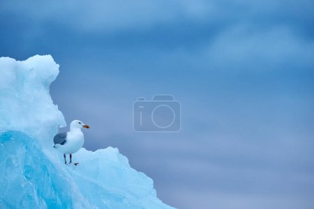 Foto de Gaviota, Larus hyperboreus en hielo con nieve. Carcasa de foca con gaviota blanca, pájaro alimentando vísceras sanguíneas en hábitat natural. Comportamiento animal en el Ártico. Rompehielos azul glaciar con pájaro blanco. - Imagen libre de derechos