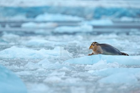 Téléchargez les photos : Nature arctique. Faune enneigée. Jolie phoque dans l'habitat enneigé de l'Arctique. Phoque barbu sur glace bleue et blanche dans le Svalbard arctique, avec nageoire relevable. Scène animalière dans la nature. - en image libre de droit