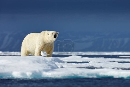 Photo for Nature  - polar bear on drifting ice with snow feeding on killed seal, skeleton and blood, wildlife Svalbard, Norway. Beras with carcass, wildlife nature. Carcass with blue sky and clouds. - Royalty Free Image