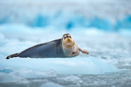 Photo for Arctic nature. Snowy wildlife. Cute seal in the Arctic snowy habitat. Bearded seal on blue and white ice in arctic Svalbard, with lift up fin. Wildlife scene in the nature. - Royalty Free Image