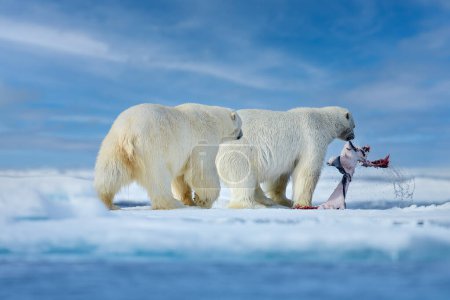 Foto de Naturaleza - oso polar sobre hielo a la deriva con nieve alimentándose de focas muertas, esqueleto y sangre, vida silvestre Svalbard, Noruega. Beras con canal, naturaleza de vida silvestre. Carcasa con cielo azul y nubes. - Imagen libre de derechos