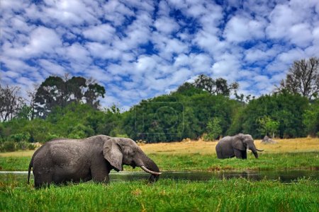 Foto de Elefante en la hierba, cielo azul. Escena de vida silvestre de la naturaleza, elefante en hábitat, Moremi, delta del Okavango, Botswana, África. Temporada húmeda verde, cielo azul con nubes. - Imagen libre de derechos