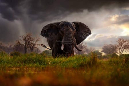 Sonnenuntergang, Khwai Elefant trinken. Großes Tier im alten Wald. Abend orangefarbenes Licht, Sonnenuntergang. Magische Tierwelt in der Natur. Sonnenuntergang, Elefant ernährt Ast. 
