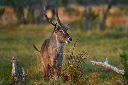 Photo for Waterbuck, Kobus ellipsiprymnus, large antelope in sub-Saharan Africa. Nice African animal in the nature habitat, Uganda. Wildlife from nature. Evening Africa. Africa wildlife. - Royalty Free Image