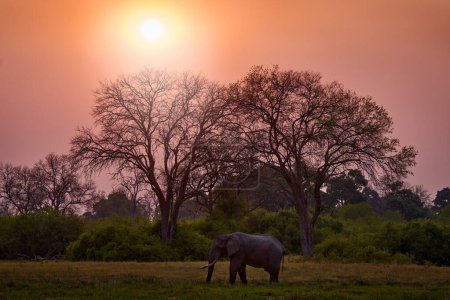 Foto de Puesta de sol, elefante Khwai bebiendo. Un gran animal en el viejo bosque. noche luz naranja, puesta de sol. Escena mágica de vida silvestre en la naturaleza. Puesta del sol, rama de árbol de alimentación de elefantes. - Imagen libre de derechos