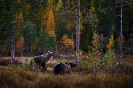 Photo for Autumn nature. Bear wide angle lens in yellow forest. Fall trees with bear, mirror reflection. Beautiful brown bear walking around lake, fall colors, Finland, Europe. - Royalty Free Image