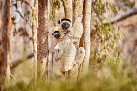 Faune Madagascar, Verreauxs Sifaka, Propithecus verreauxi, singe avec jeune ourson dans la forêt de Kirindy, Madagascar. Lémurien dans l'habitat naturel. Sifaka sur l'arbre, journée ensoleillée. 