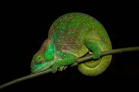 Photo for O'Shaughnessy's chameleon, Calumma oshaughnessyi, lizard in Chamaeleonidae. Chameleon endemic to Madagascar, night photo in Ranomafana NP forest. Wildlife nature - Royalty Free Image