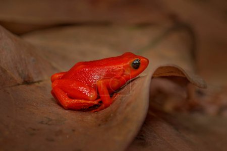 Photo for Golden mantella, Mantella aurantiaca, orange red frog from Andasibe-Mantadia NP in Madagascar. Mantella amphibian in the nature forest habitat, brown leaf in nature. Madagascar wildlife. - Royalty Free Image