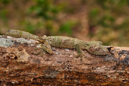 Téléchargez les photos : Gecko à queue mousseuse, Uroplatus sikorae, Réserve Peyrieras, lézainé dans l'habitat naturel. Gecko de Madagascar. Lézard camouflé dans le coffre. Madagascar nature sauvage endémique. Voyage en Afrique. - en image libre de droit