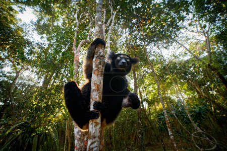 Téléchargez les photos : Faune Madagascar, babakoto, Indri indri, singe avec un petit bébé dans la forêt de Kirindy, Madagascar. Lémurien dans l'habitat naturel. Sifaka sur l'arbre, journée ensoleillée. Lémurien vivant le plus grand. - en image libre de droit