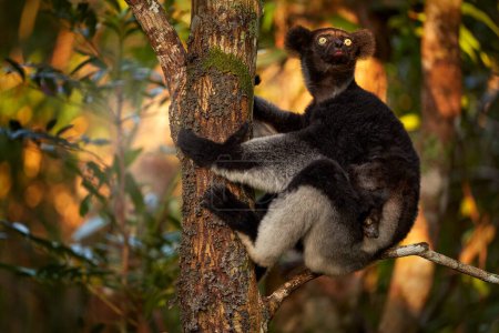 Téléchargez les photos : Faune Madagascar, babakoto, Indri indri, singe avec un petit bébé dans la forêt de Kirindy, Madagascar. Lémurien dans l'habitat naturel. Sifaka sur l'arbre, journée ensoleillée. Lémurien vivant le plus grand. - en image libre de droit