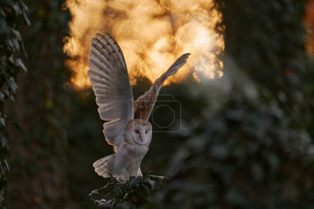 Photo for Owl - Urban wildlife. Magic bird Barn owl, Tyto alba, flying above stone fence in forest cemetery. Wildlife scene from nature. Animal behaviour in wood. Beautiful sunset in neture. - Royalty Free Image