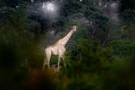 Téléchargez les photos : Girafe en forêt avec de grands arbres, lumière du soir, coucher de soleil. Silhouette de girafe idyllique avec coucher de soleil orange du soir, rivière Khwai, Moremi au Botswana. Portrait caché de girafe. - en image libre de droit