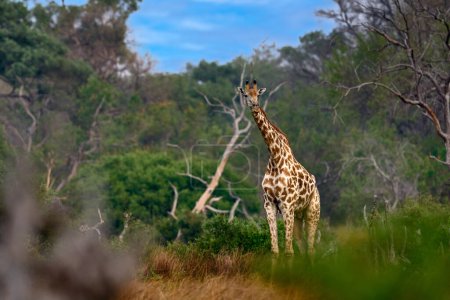 Téléchargez les photos : Girafe en forêt avec de grands arbres, lumière du soir, coucher de soleil. Silhouette de girafe idyllique avec coucher de soleil orange du soir, rivière Khwai, Moremi au Botswana. Portrait caché de girafe. - en image libre de droit