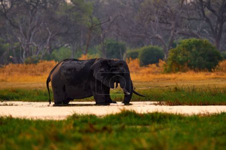 Foto de Naturaleza en África. Elefante en el río Khwai, Reserva Moremi en Botswana. Puesta de sol del río con vegetación verde y gran colmillo solo elefante. Vida silvestre en África, animales en el agua. - Imagen libre de derechos