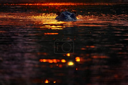 Photo for Red hippo sunset. Hippo, hiden head i sunset light. Big animal in the water, Lake Kariba, Zimbabawe in Africa. Ears with orange back light. Danger mammal in river, wildlife nature. - Royalty Free Image