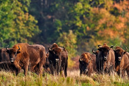 Photo for Wildlife in Europe. Bison herd in the autumn forest, sunny scene with big brown animal in the nature habitat, yellow leaves on the trees, Bialowieza NP, Poland. Wildlife scene from nature. - Royalty Free Image
