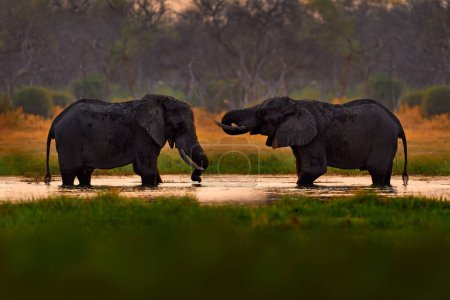 Foto de Pelea de elefantes en el río Khwai, Moremi en Botswana. África puesta de sol, elefante en el agua, levantamiento de la noche. Dos animales grandes con colmillos. - Imagen libre de derechos