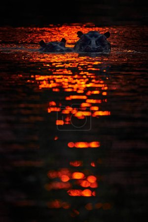 Photo for Red hippo sunset. Hippo, hiden head i sunset light. Big animal in the water, Lake Kariba, Zimbabawe in Africa. Ears with orange back light. Danger mammal in river, wildlife nature. - Royalty Free Image