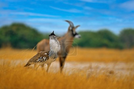 Photo for Kori bustard, Ardeotis kori, largest flying bird native to Africa. Bird in the grass, evening light, Savuti, Chobe NP, Botswana. Wildlife scene from African nature. - Royalty Free Image