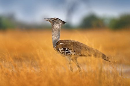 Téléchargez les photos : Boutarde kori, Ardeotis kori, le plus grand oiseau volant originaire d'Afrique. Oiseau dans l'herbe, lumière du soir, Savuti, Chobe NP, Botswana. Scène animalière de la nature africaine. - en image libre de droit