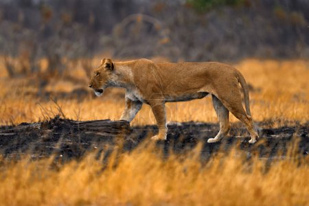 Téléchargez les photos : Lion d'Afrique, mâle. Botswana faune. Lion, le feu a détruit Savannah. Animal brûlé, lion couché dans les cendres noires et les cendres, Savuti, Chobe NP au Botswana. Saison chaude en Afrique. - en image libre de droit