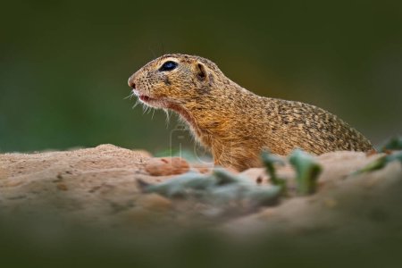Téléchargez les photos : Écureuil de terre assis dans l'herbe verte de sable pendant l'été, portrait animal détail, République tchèque. - en image libre de droit