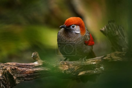 Foto de Pájaro cantor rojo y gris Pájaro risueño de cola roja, Garrulax milnei, sentado en la roca con fondo oscuro, China. Pájaro en la procreación verde. - Imagen libre de derechos